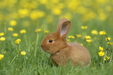 pictures of a bunny rabbit|a picture of real bunny.